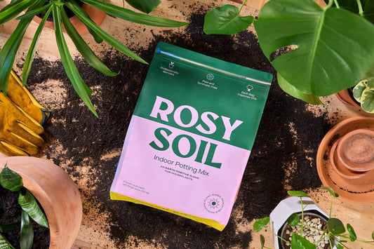 Rosy Soil Houseplant Potting Mix