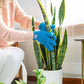 Houseplant Cleaning Gloves