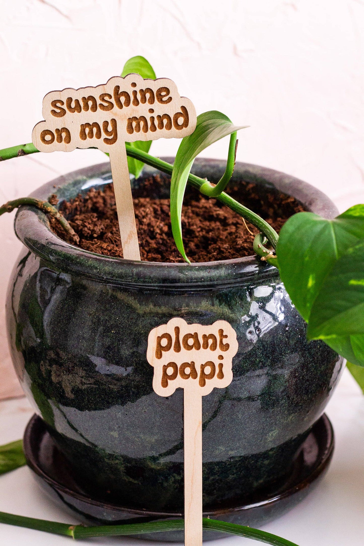 Retro Funny Wooden Plant Markers - Congrats!