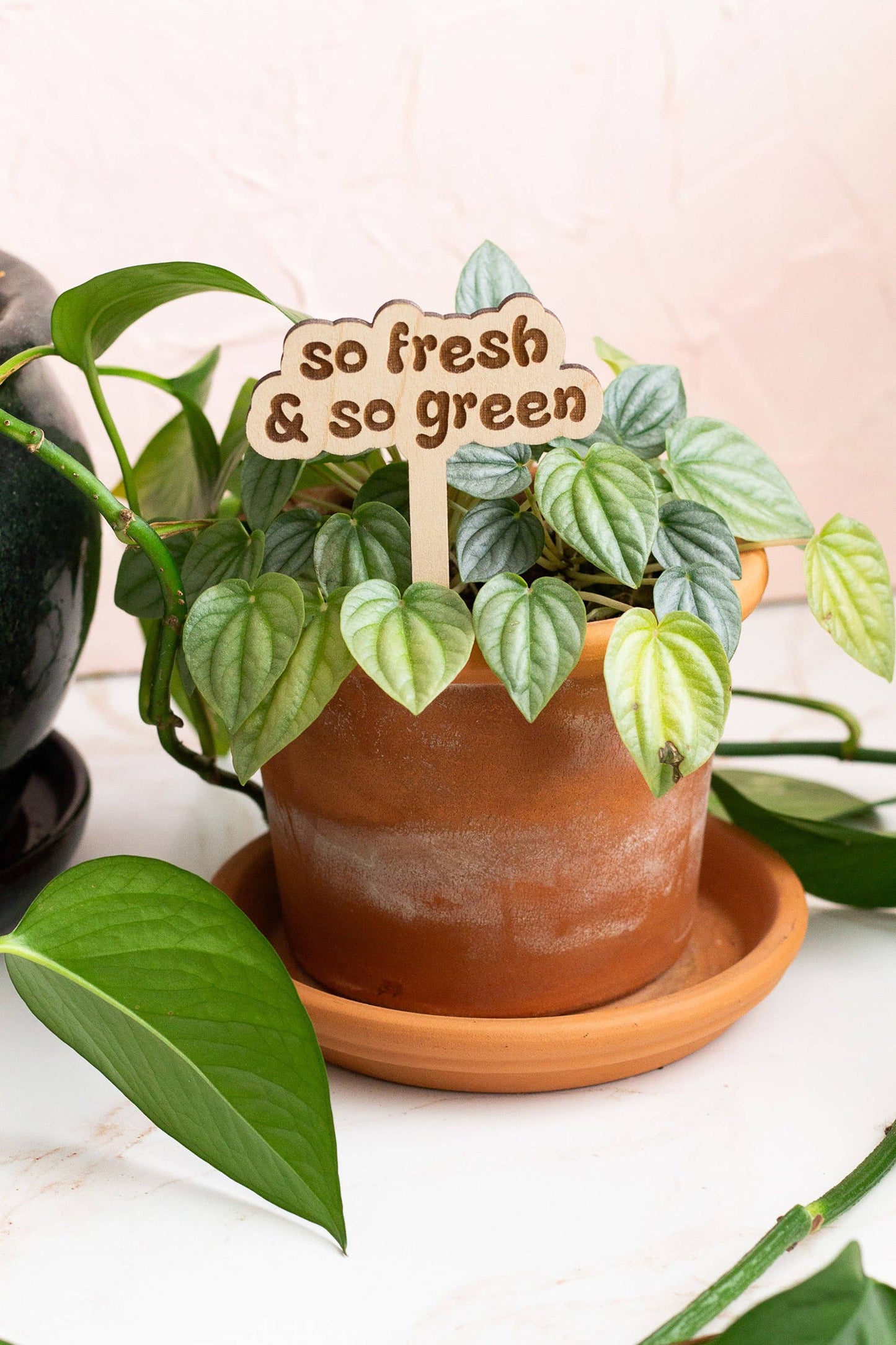 Retro Funny Wooden Plant Markers - Congrats!