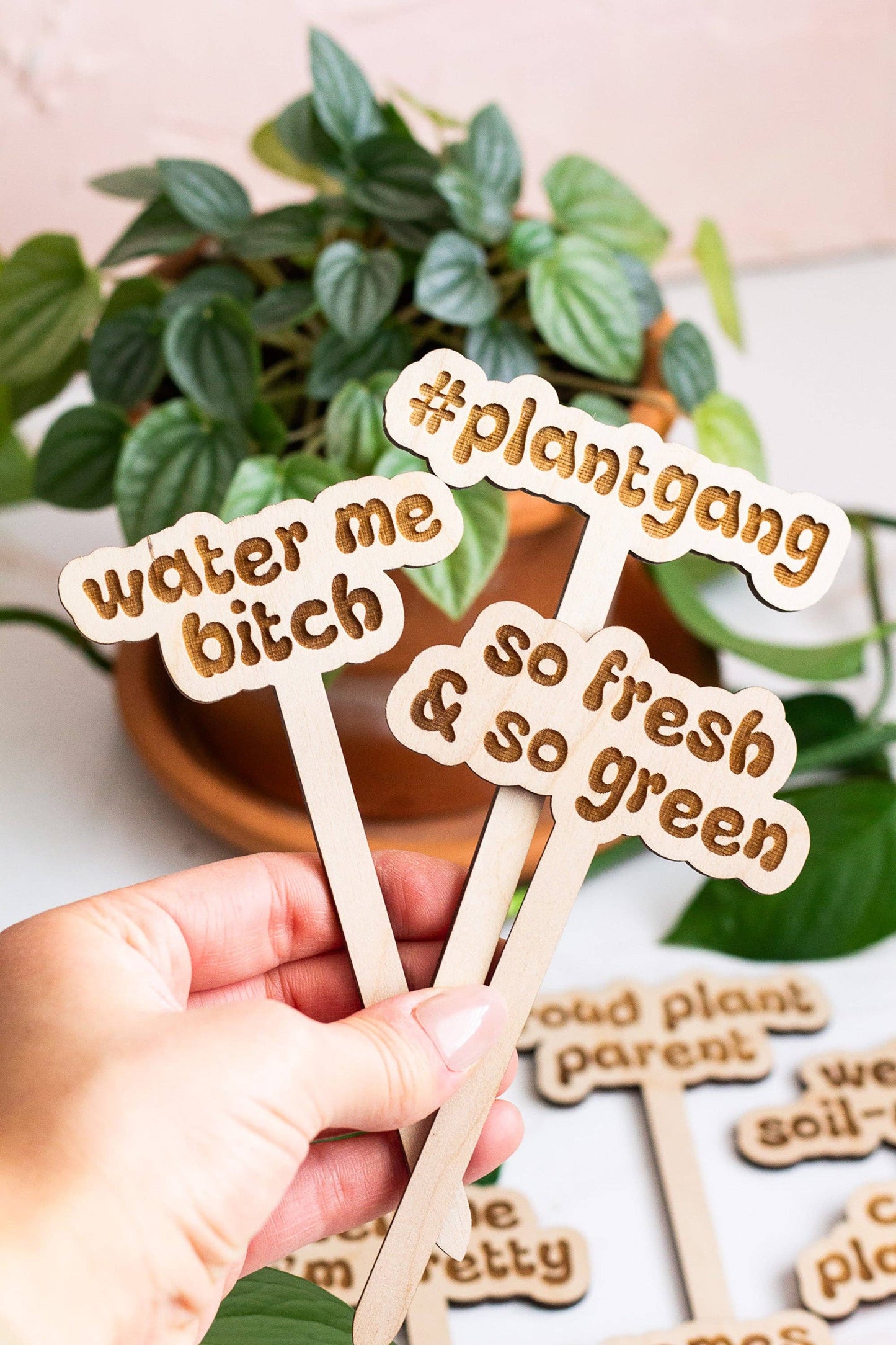 Retro Funny Wooden Plant Markers - Congrats!