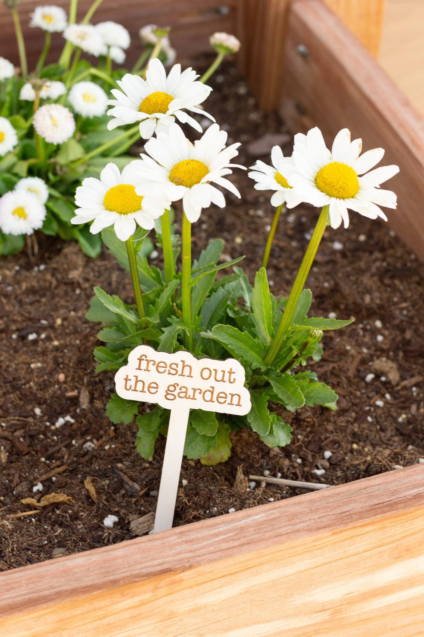 The Tortured Poets Department Plant Markers - All's fair in love and gardening