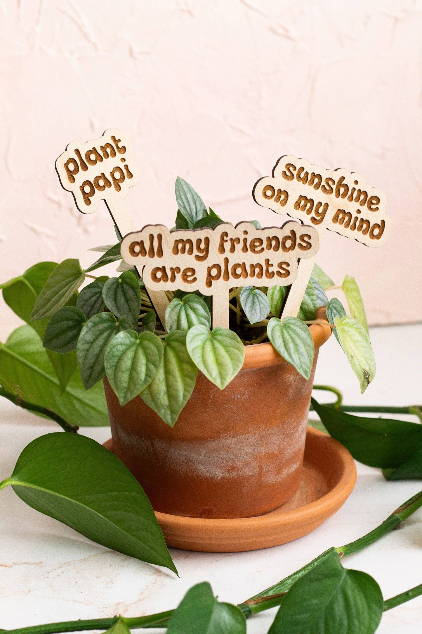 Retro Funny Wooden Plant Markers - Congrats!